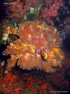 Puget sound king crab, an underwater mini army tank. Quad... by Bea & Stef Primatesta 